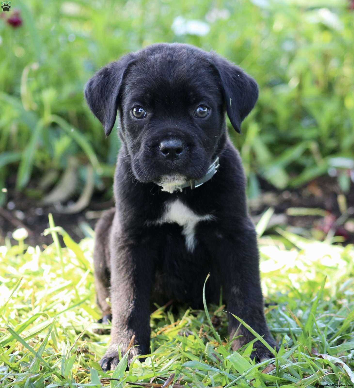 Shelby - Cane Corso Puppy For Sale in Virginia