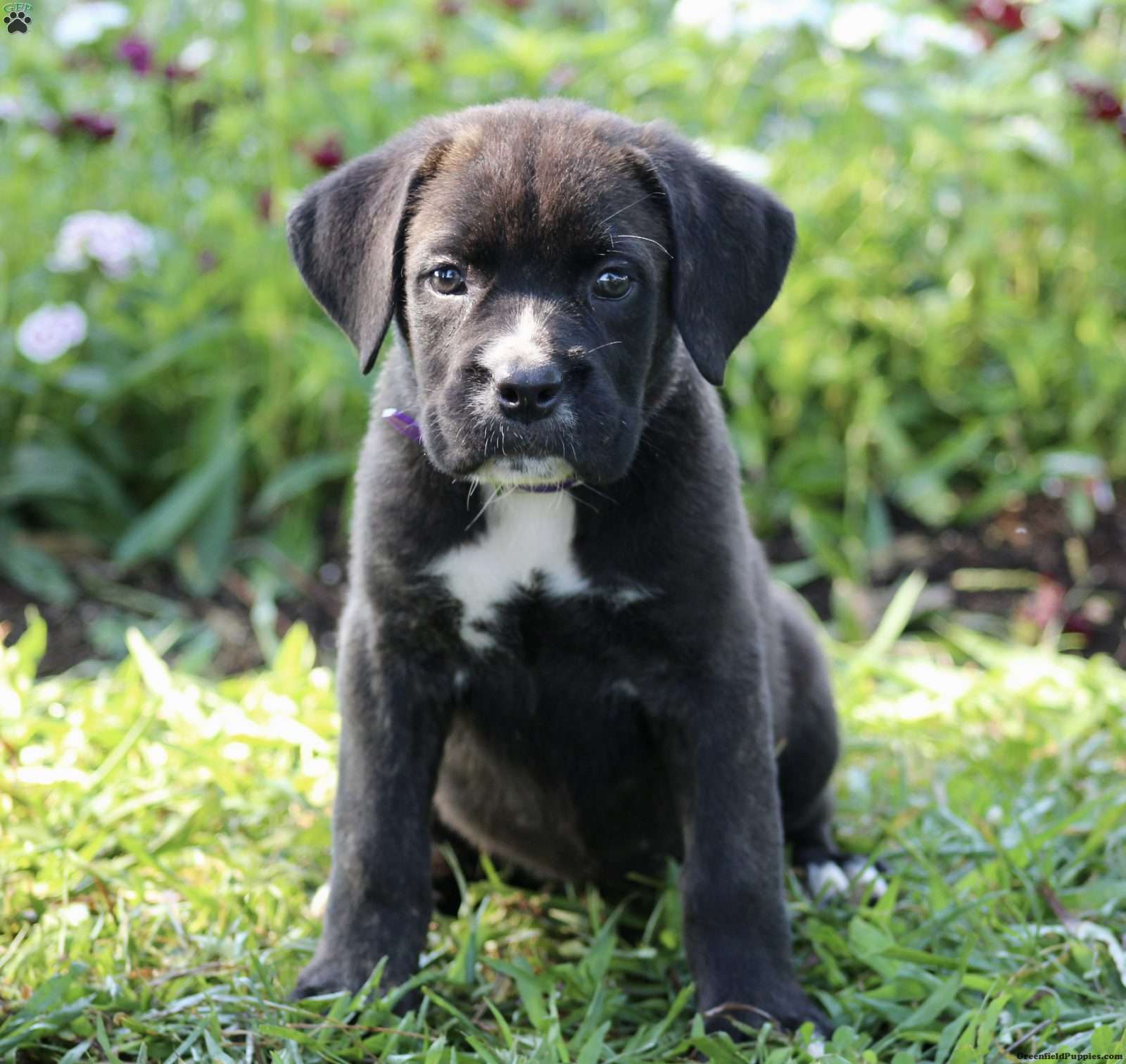 Sasha - Cane Corso Puppy For Sale in Virginia