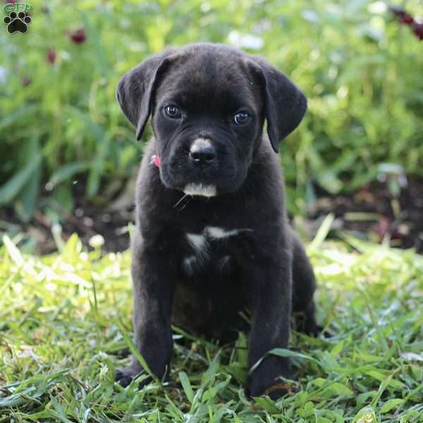 Sidney, Cane Corso Puppy