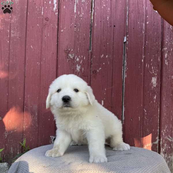 Jack, Great Pyrenees Puppy