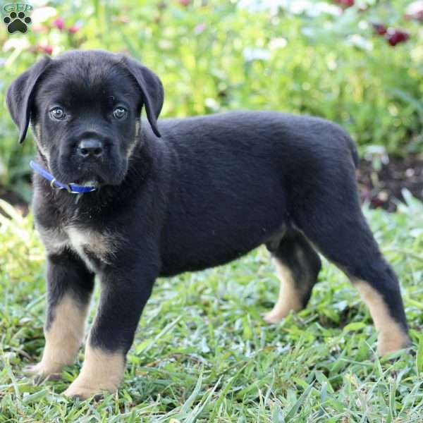 Spencer, Cane Corso Puppy