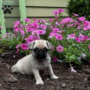 Pug Puppies For Sale - Greenfield Puppies
