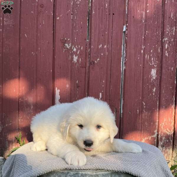 Bo, Great Pyrenees Puppy