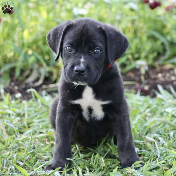 Stella - Cane Corso Puppy For Sale in Virginia