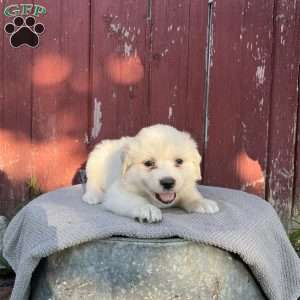 Rosie, Great Pyrenees Puppy