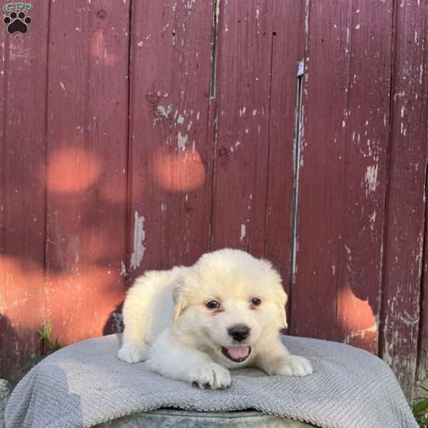 Rosie, Great Pyrenees Puppy