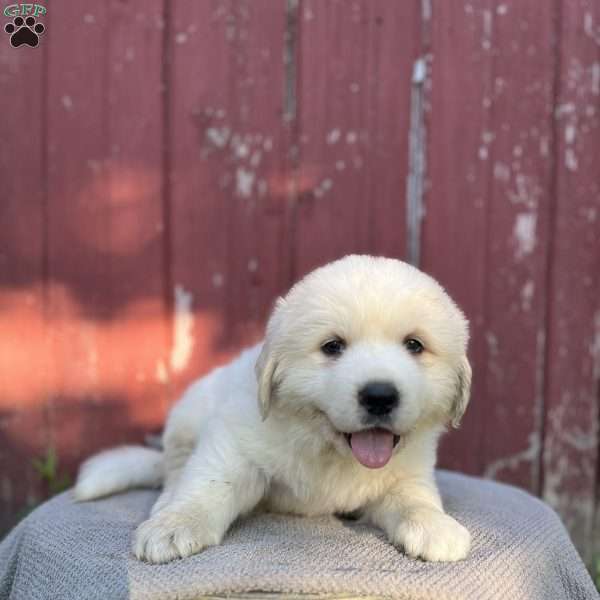 Buster, Great Pyrenees Puppy