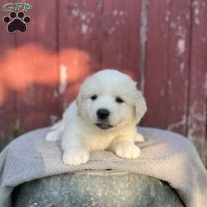 Maggie, Great Pyrenees Puppy