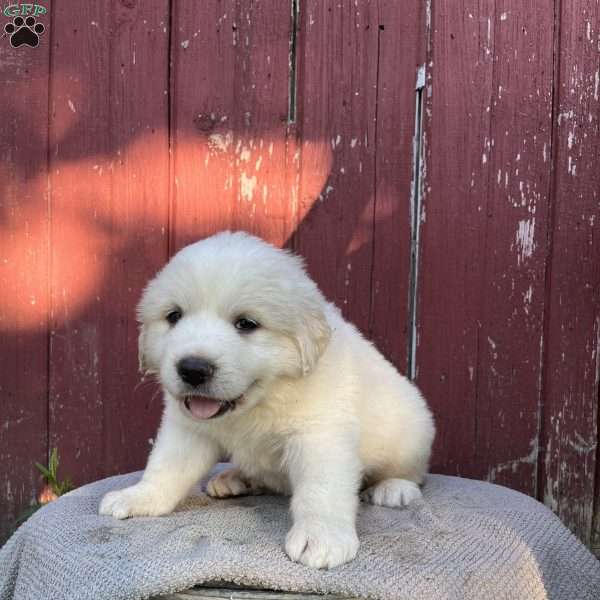 River, Great Pyrenees Puppy