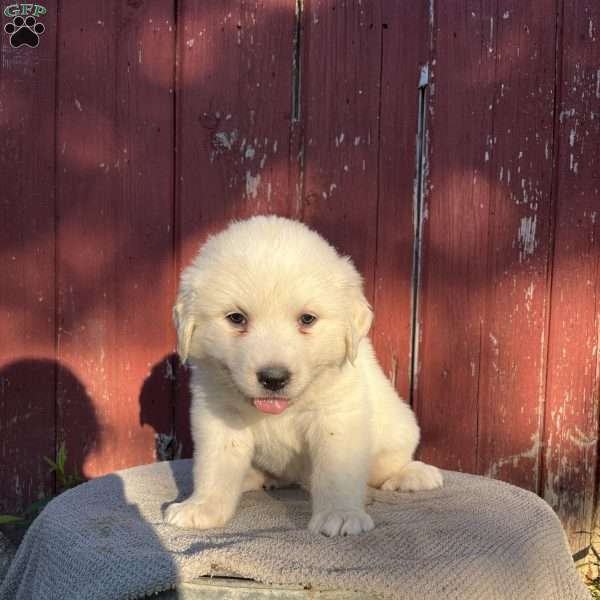 Poppy, Great Pyrenees Puppy