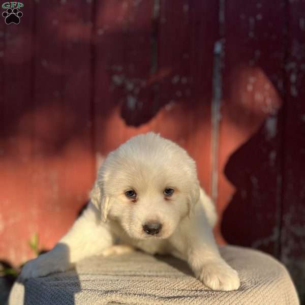 Gus Gus, Great Pyrenees Puppy