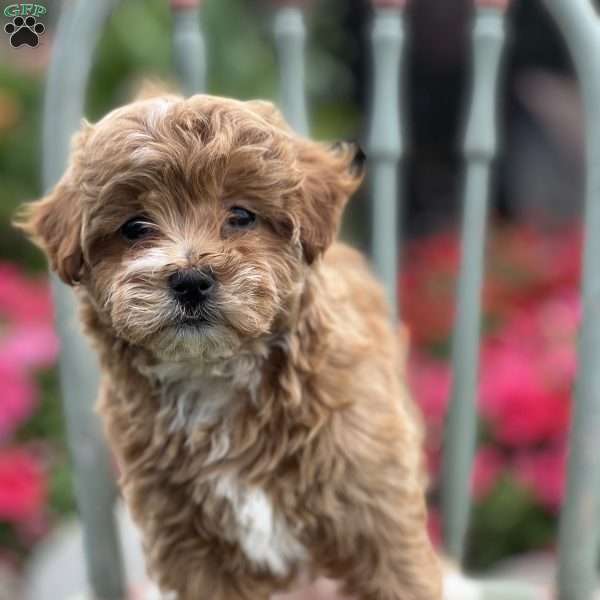 Daffodil, Shih-Poo Puppy