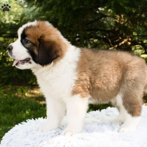 Fransisco, Saint Bernard Puppy