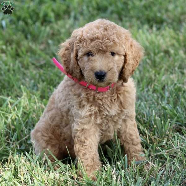 Hope – F1B, Mini Goldendoodle Puppy