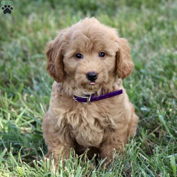 Helen – F1B, Mini Goldendoodle Puppy