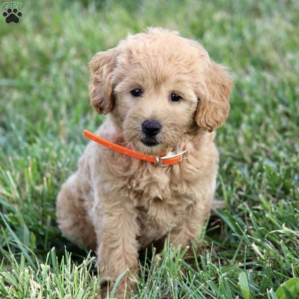 Hayla – F1B, Goldendoodle Puppy