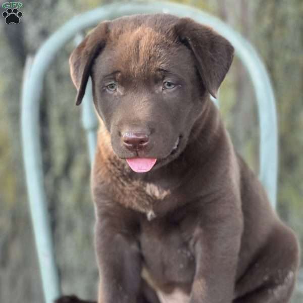 Drago, Chocolate Labrador Retriever Puppy