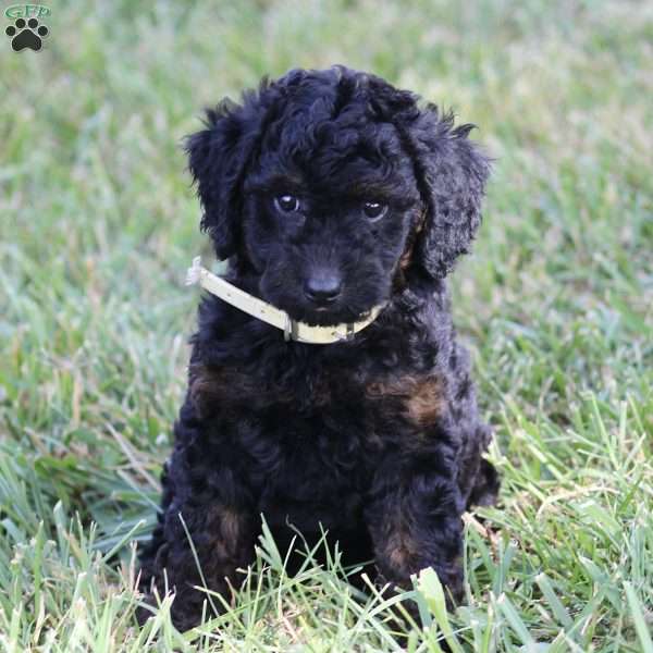 Howard – F1B, Goldendoodle Puppy