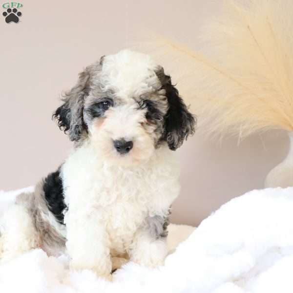 Amber, Mini Sheepadoodle Puppy