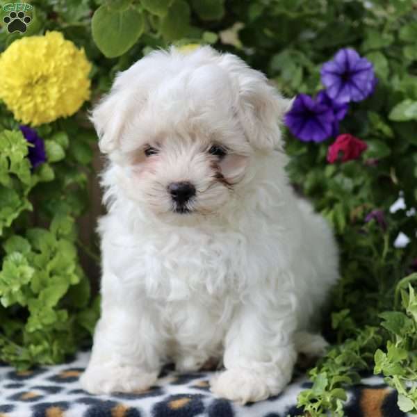 Willa, Maltese Puppy