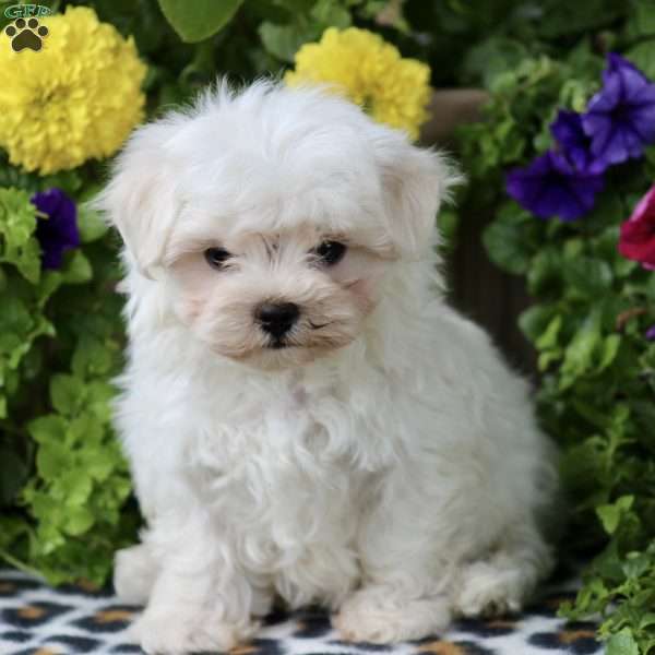 Winston, Maltese Puppy