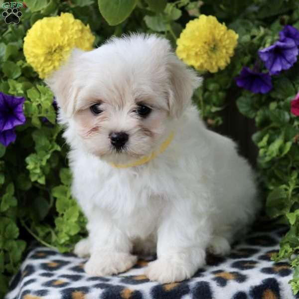 Winnie, Maltese Puppy