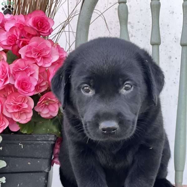 Syrup, Golden Labrador Puppy