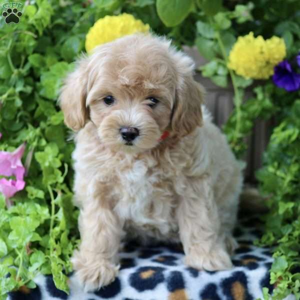 Honey, Maltipoo Puppy