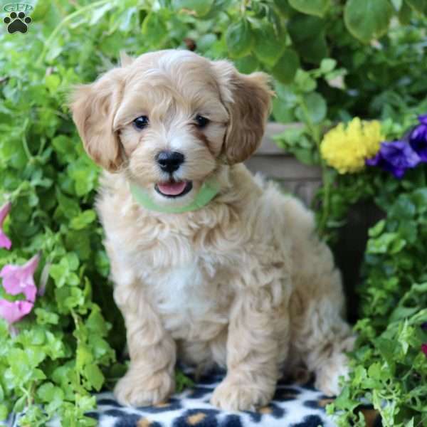 Happy, Maltipoo Puppy