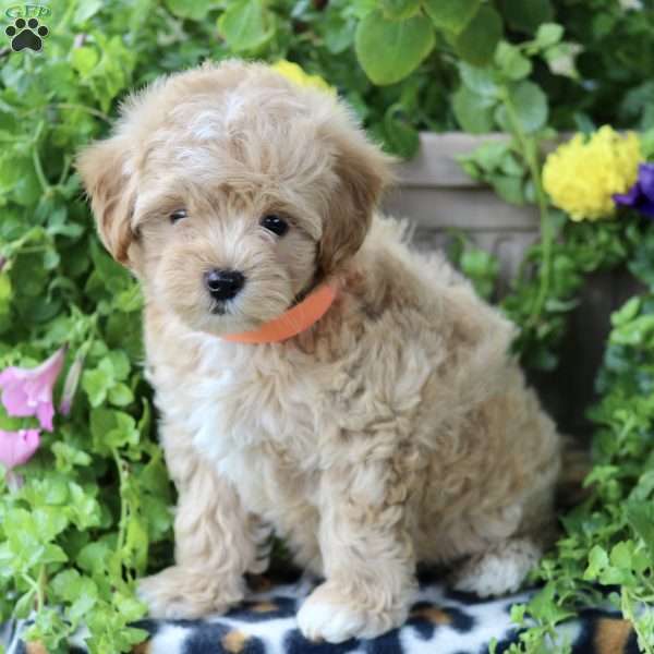 Harvey, Maltipoo Puppy