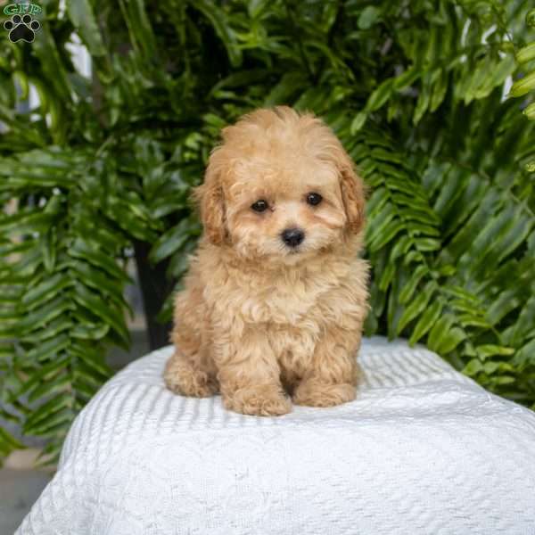 Kylie, Toy Poodle Puppy