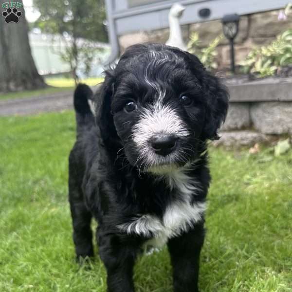 Tuxedo, Aussiedoodle Puppy