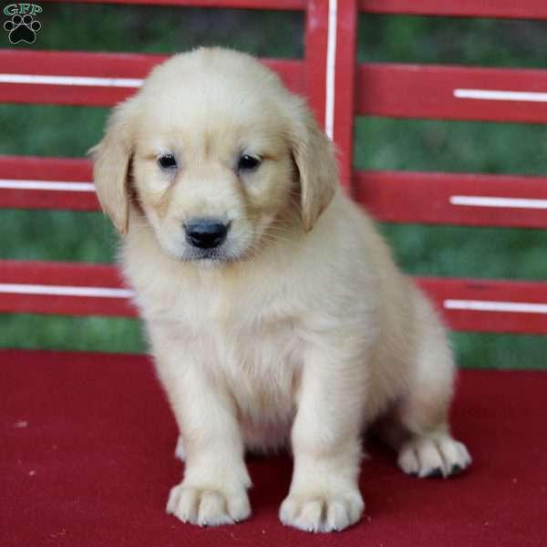 Tessa, Golden Retriever Puppy