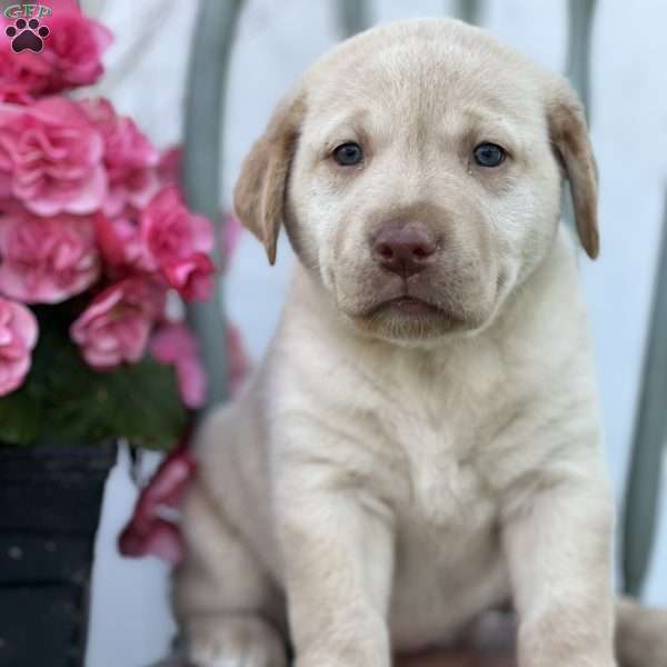 S’mores, Golden Labrador Puppy