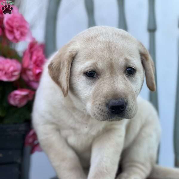 Suri, Golden Labrador Puppy