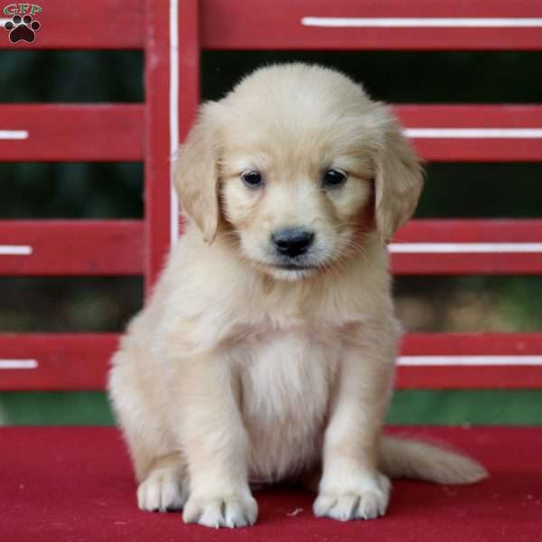 Tilly, Golden Retriever Puppy