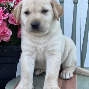 Suri, Golden Labrador Puppy