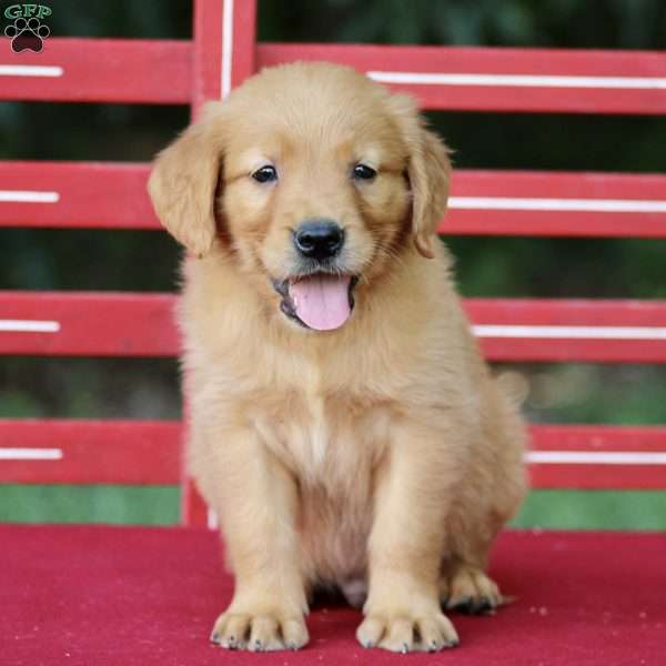 Tony, Golden Retriever Puppy