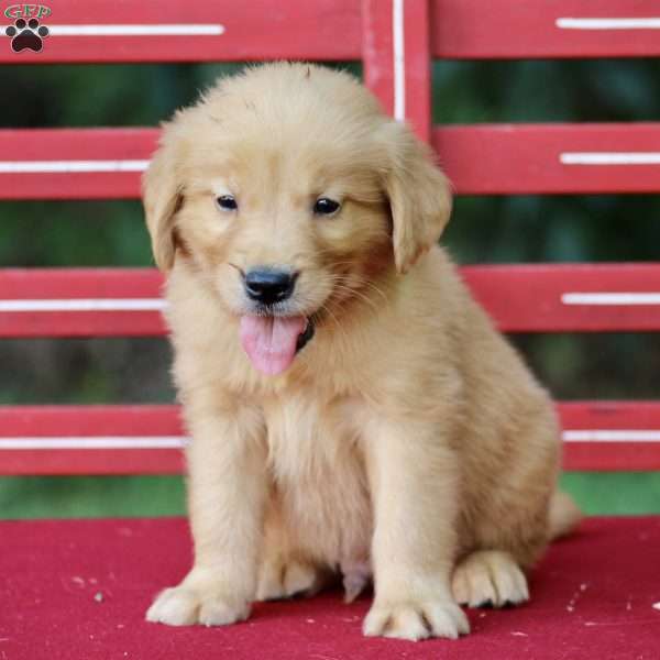 Troy, Golden Retriever Puppy