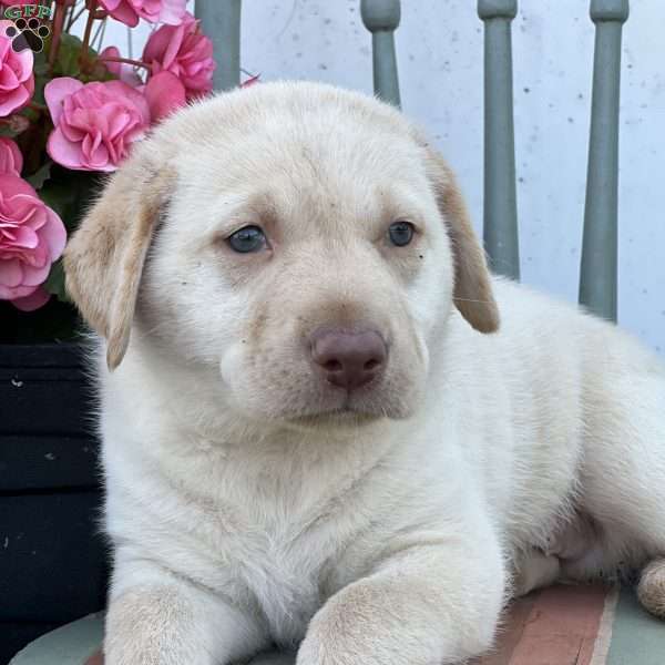 Sarge, Golden Labrador Puppy