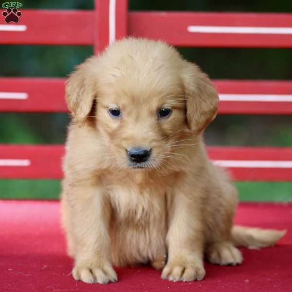 Tara, Golden Retriever Puppy