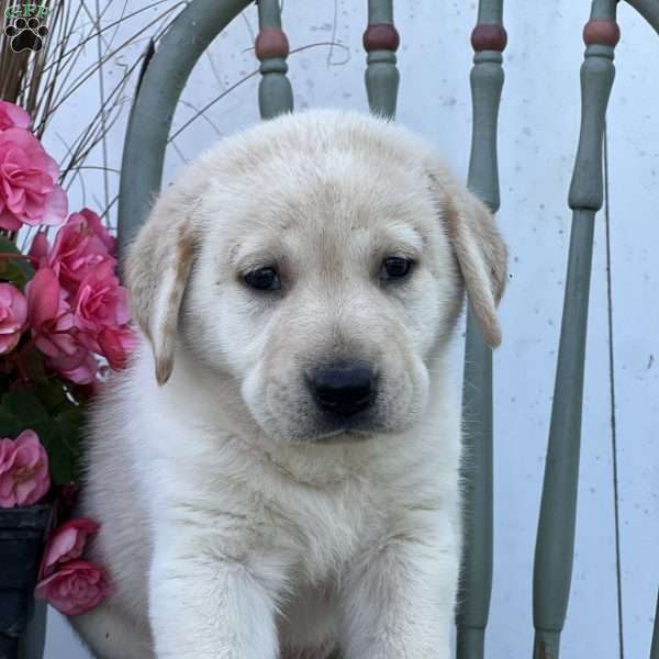 Salem, Golden Labrador Puppy