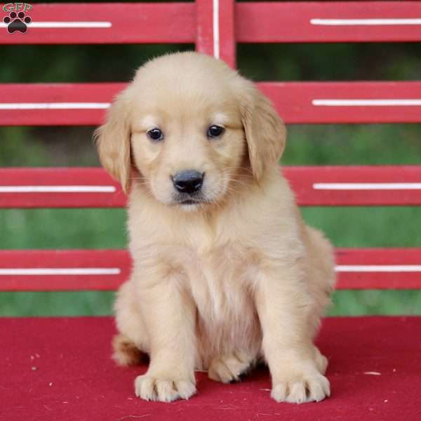 Tianna, Golden Retriever Puppy