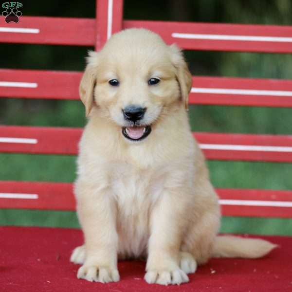 Taffy, Golden Retriever Puppy