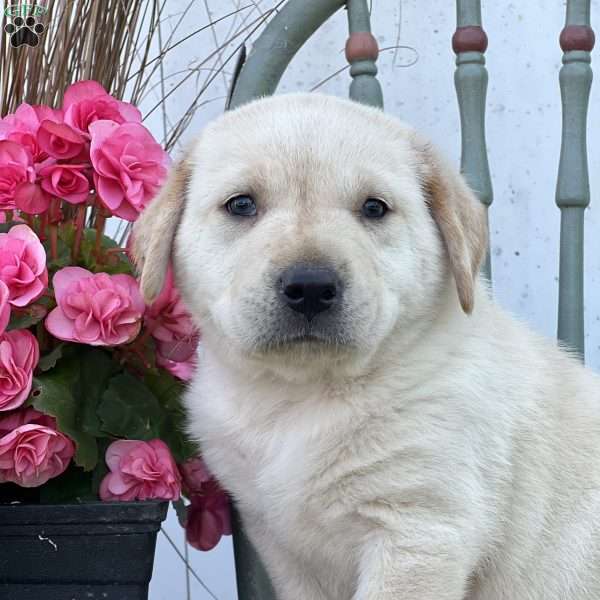 Snoop, Golden Labrador Puppy