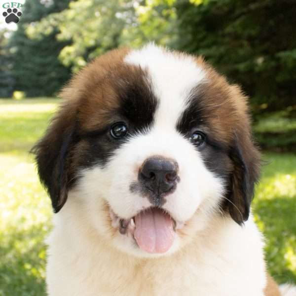 Atlanta, Saint Bernard Puppy