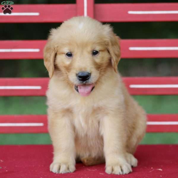 Tasha, Golden Retriever Puppy