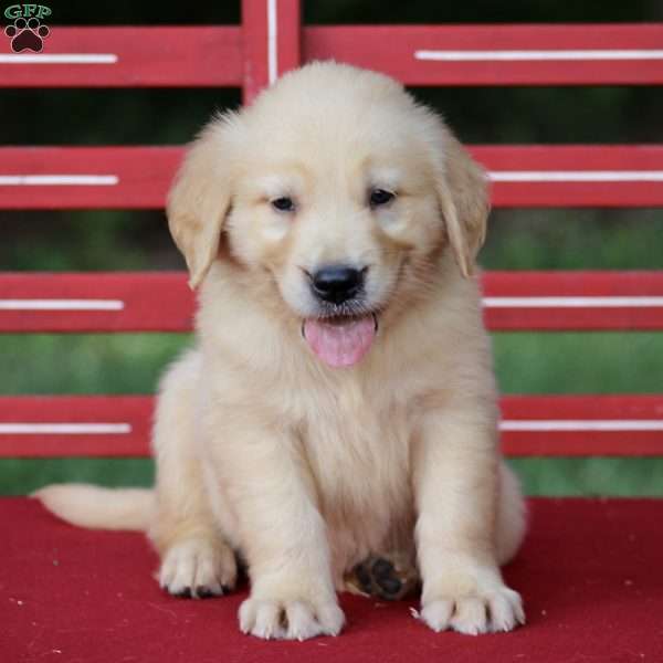 Trevor, Golden Retriever Puppy