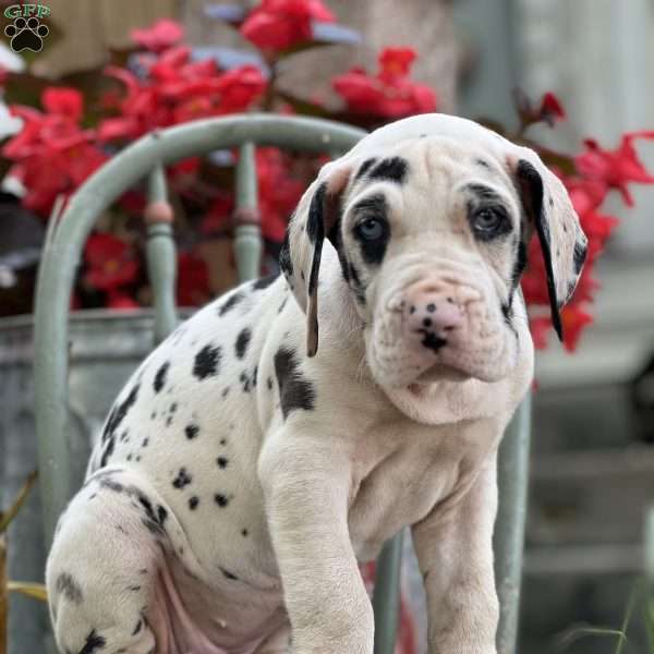 Jolie, Great Dane Puppy
