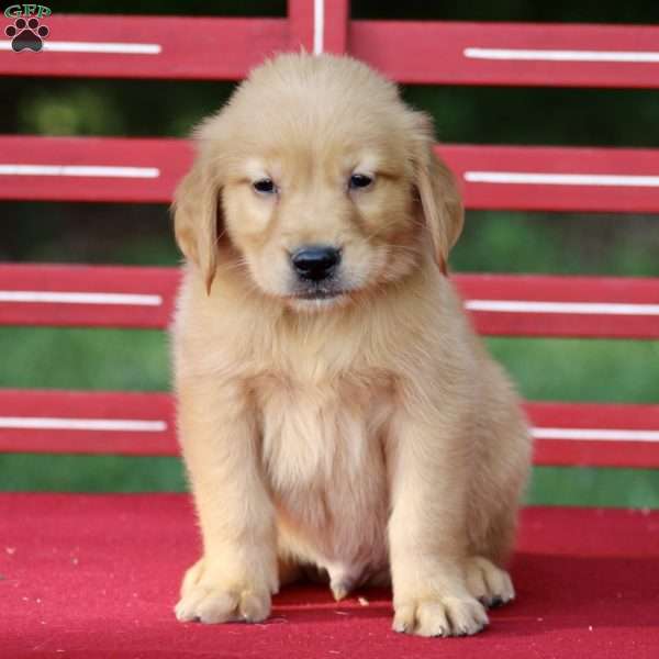 Teddy, Golden Retriever Puppy